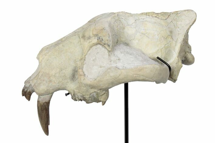 False Saber-Toothed Cat (Hoplophoneus) Upper Skull - South Dakota #299819